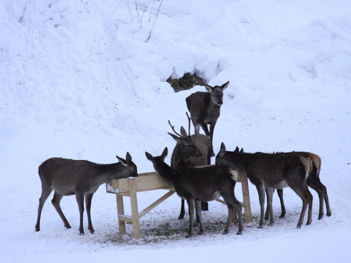 Mahlzeit Fur Reh Und Hirsch Salzburgerland Magazin