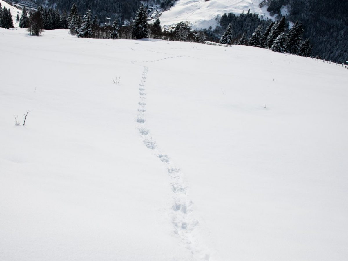 Wissen Wie Der Hase Lauft Salzburgerland Magazin