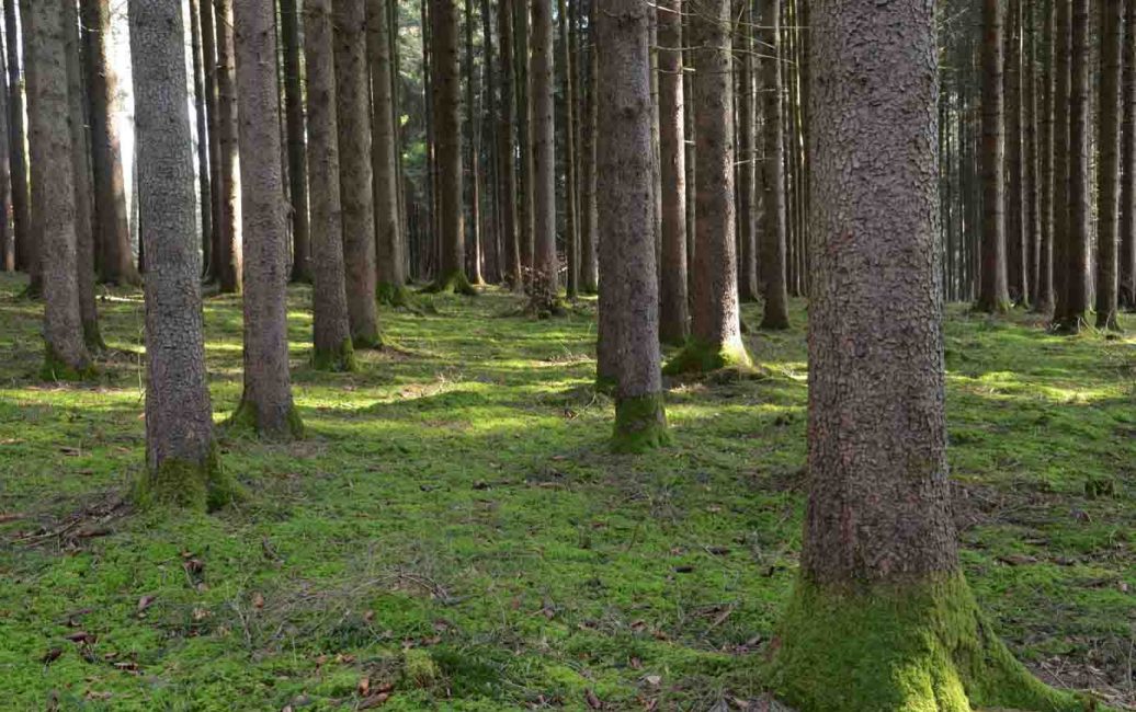 Meine Nacht Im Wald Salzburgerland Magazin