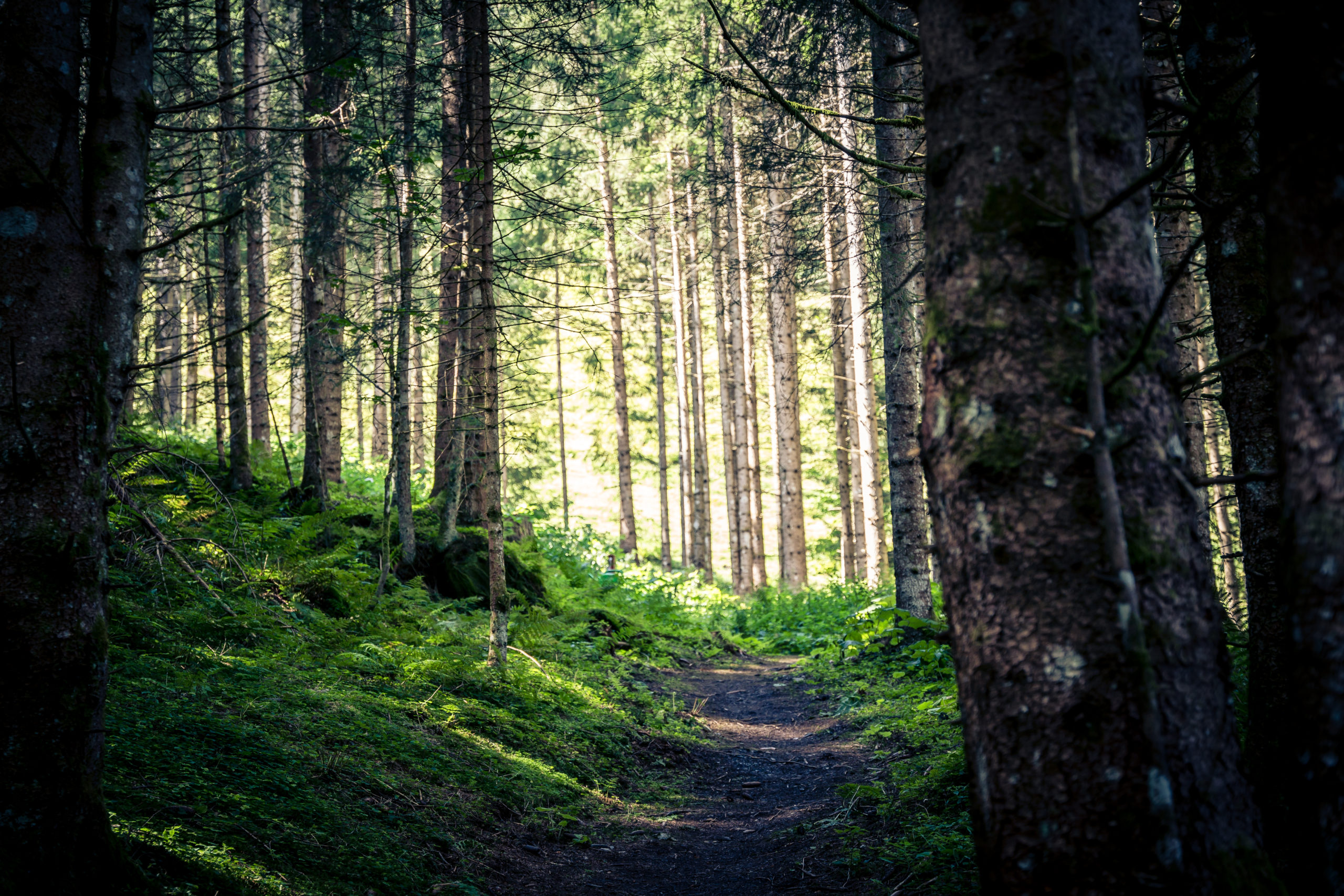 Mystische Stimmung im Wald © Edith Danzer