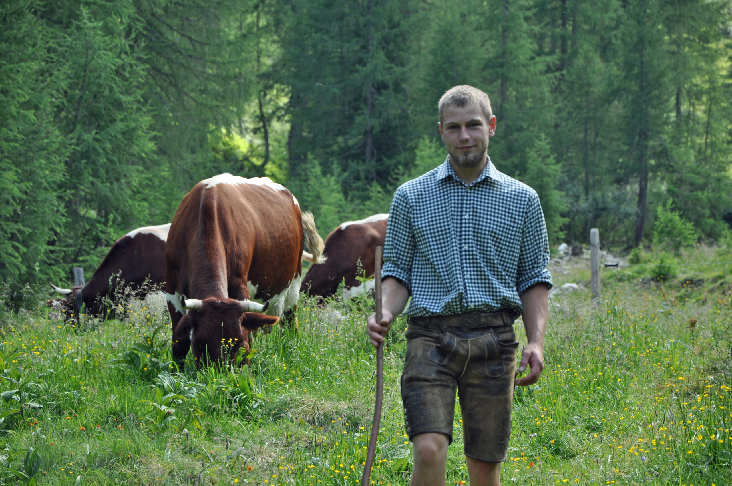 Manfed Huber mit seinen Pinzgauer Kühen