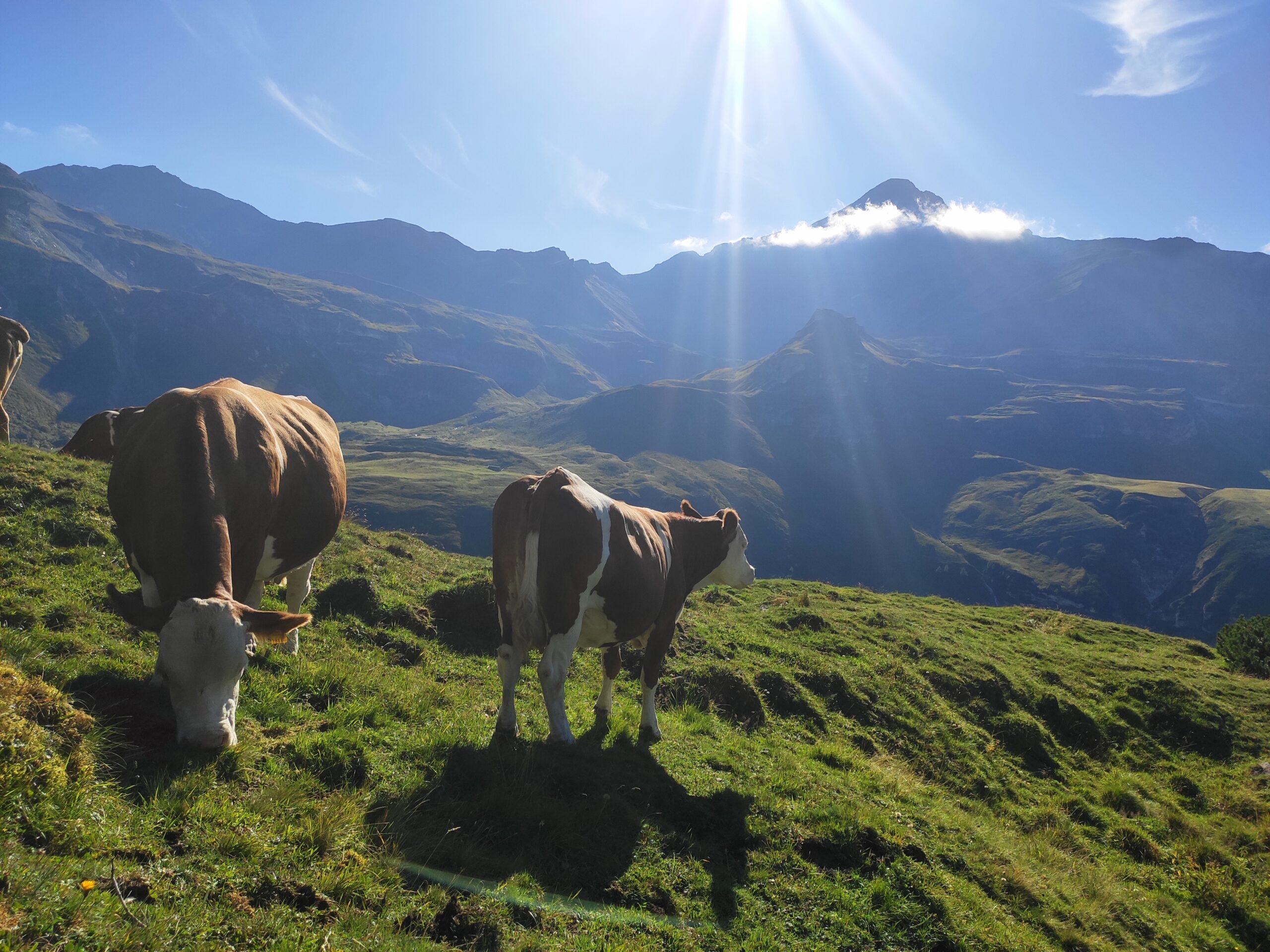  Auf der Hochalm der Litzelhofalm hat man auch Handyempfang. © Privat